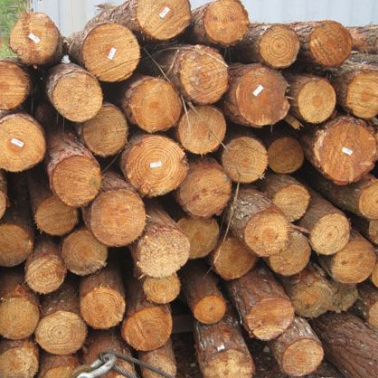 Yellow Southern Pine Logs